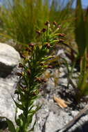 Image of Brachycorythis mac-owaniana Rchb. fil.