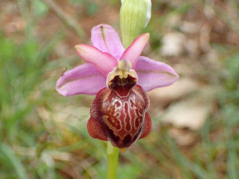 صورة Ophrys sphegodes subsp. aveyronensis J. J. Wood