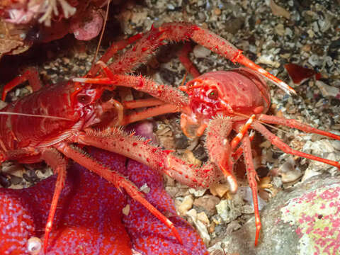 Image of rugose squat lobster