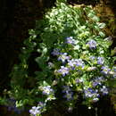 صورة Gentiana septemfida subsp. septemfida