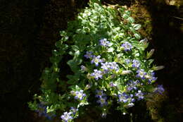 Image of Gentiana septemfida subsp. septemfida