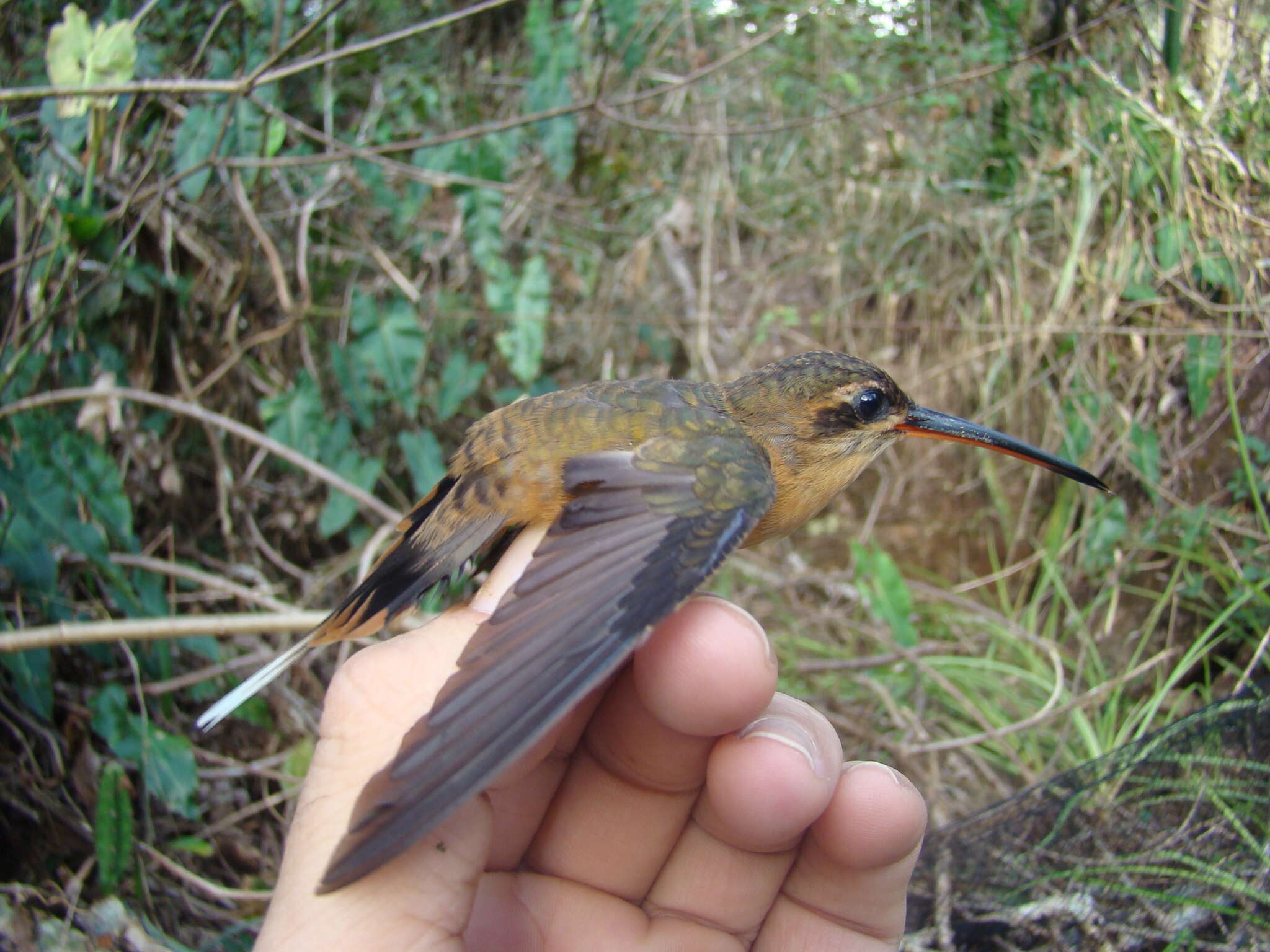 Phaethornis philippii (Bourcier 1847) resmi