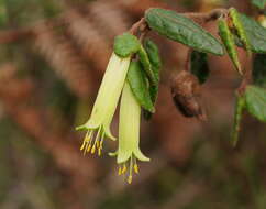 Image of Correa reflexa var. lobata Paul G. Wilson