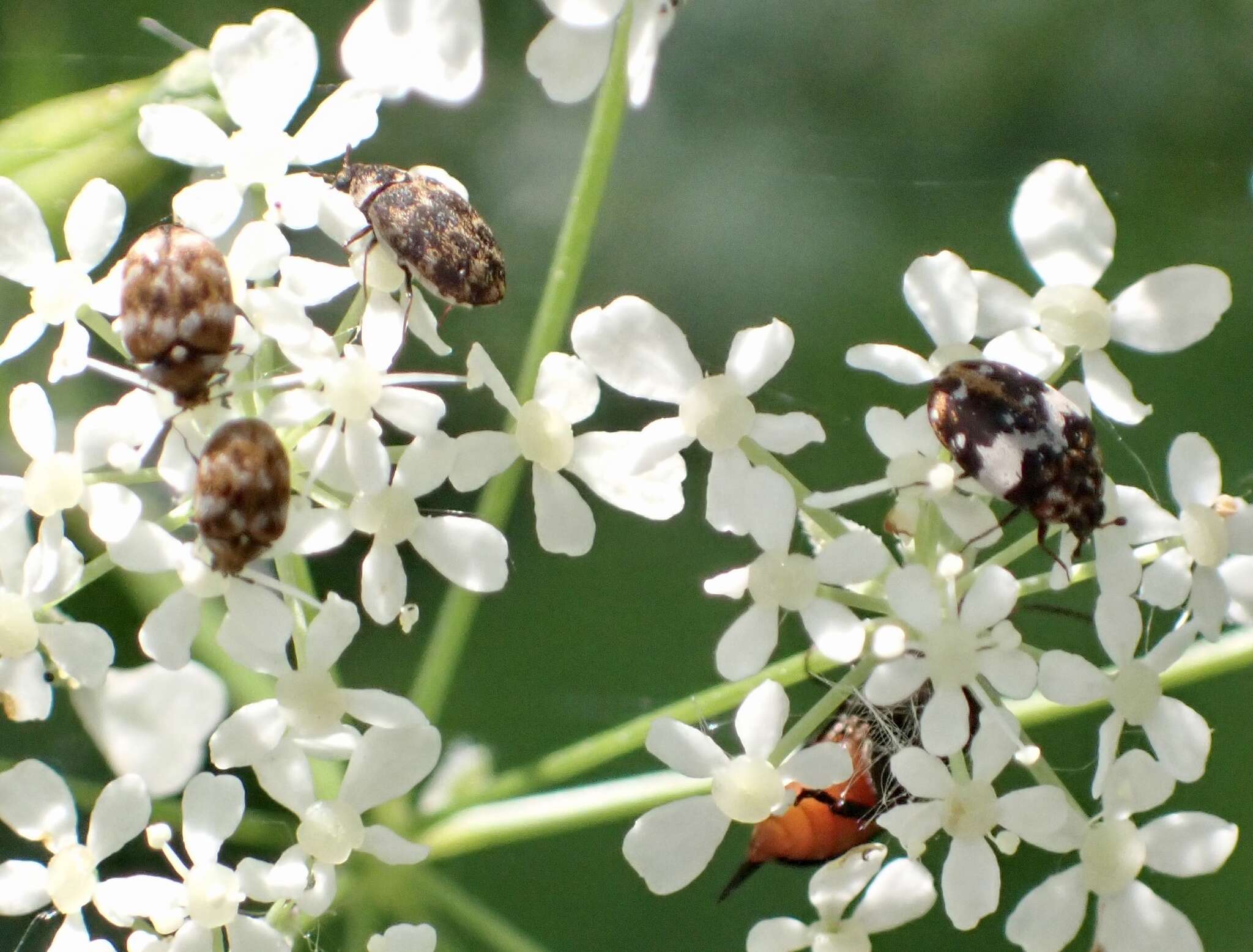 Image of Dermestid beetle