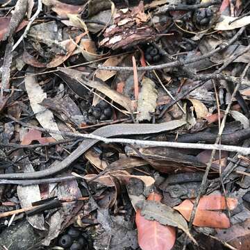 Image of Red-throated Cool-skink