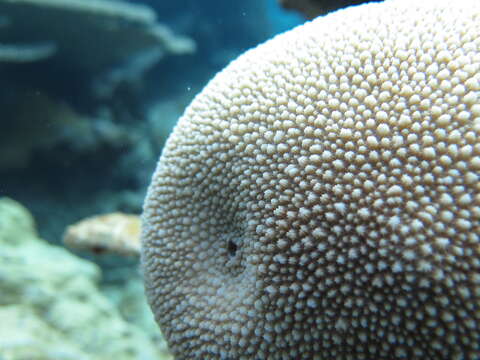 Image of spine coral