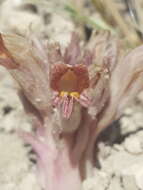 Image of flat-top broomrape