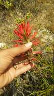 Слика од Castilleja subinclusa var. jepsonii (Bacig. & Heckard) J. M. Egger