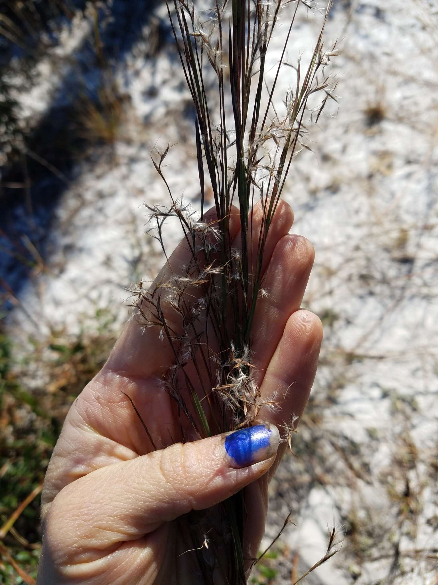 Imagem de Schizachyrium stoloniferum Nash