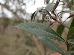 Image of Pavetta lanceolata Eckl.