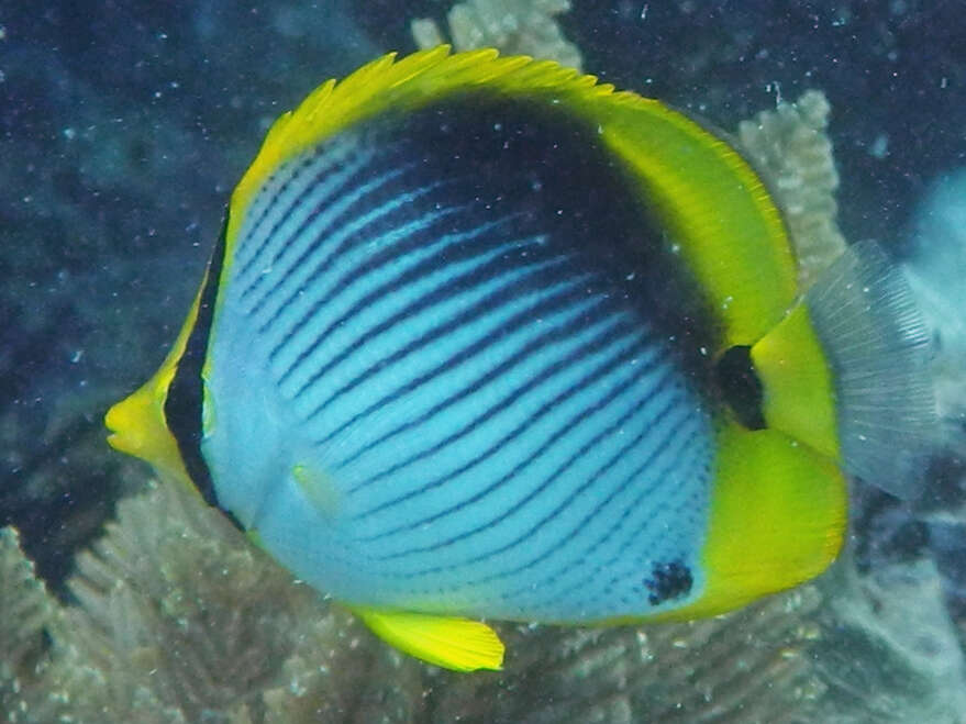 Image of Black-back Butterflyfish