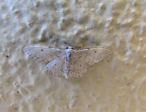 Image of Idaea camparia Herrich-Schäffer 1851