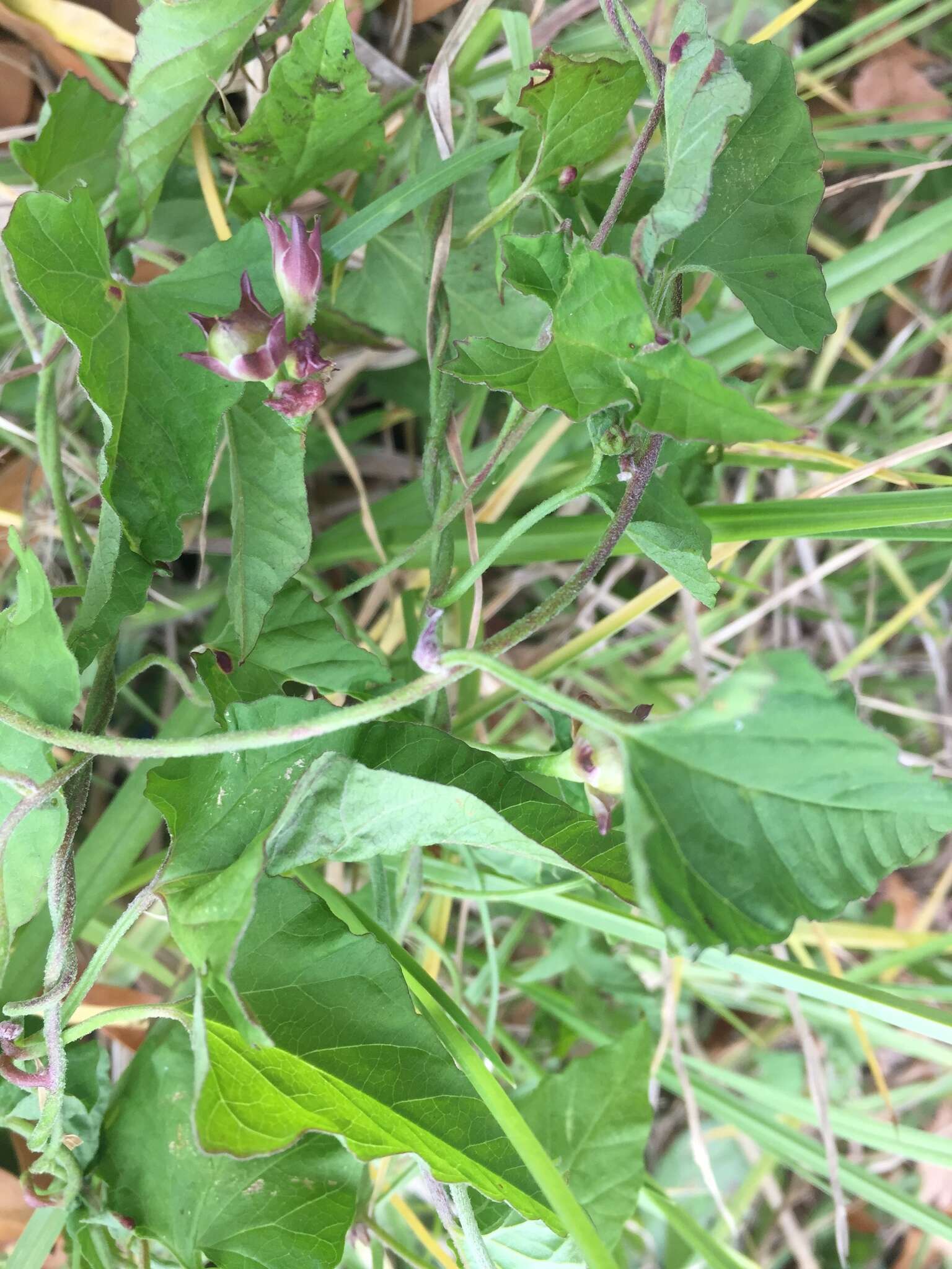 Image of Convolvulus farinosus L.