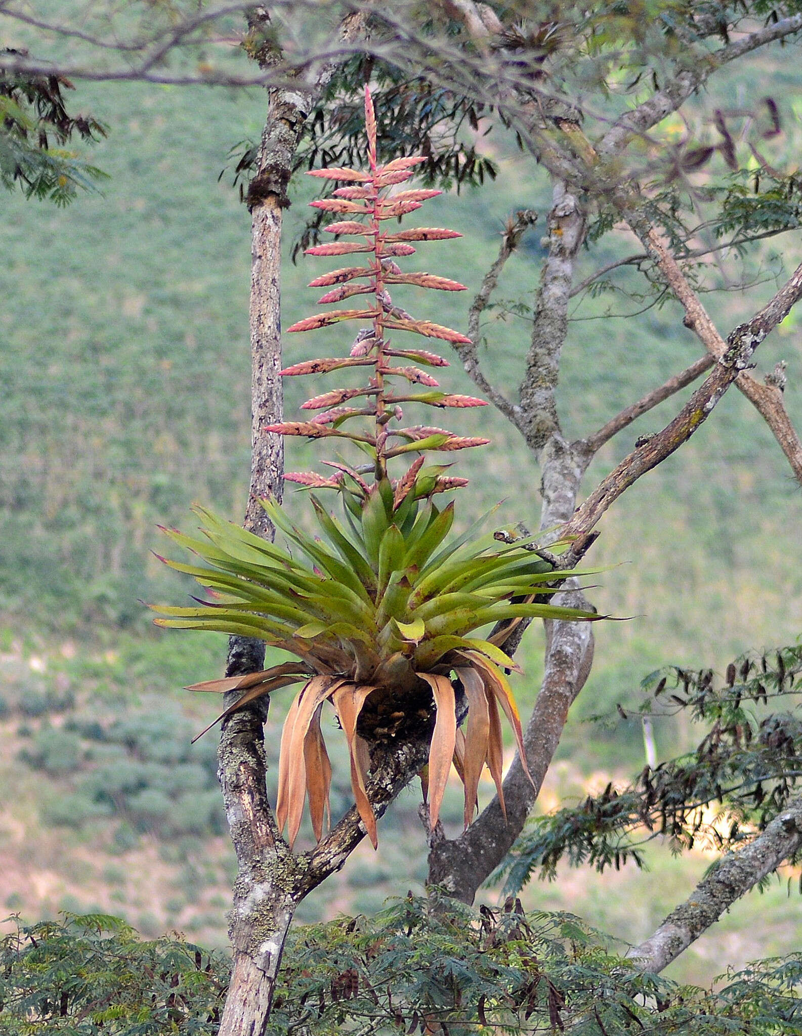 Image of Tillandsia fendleri Griseb.