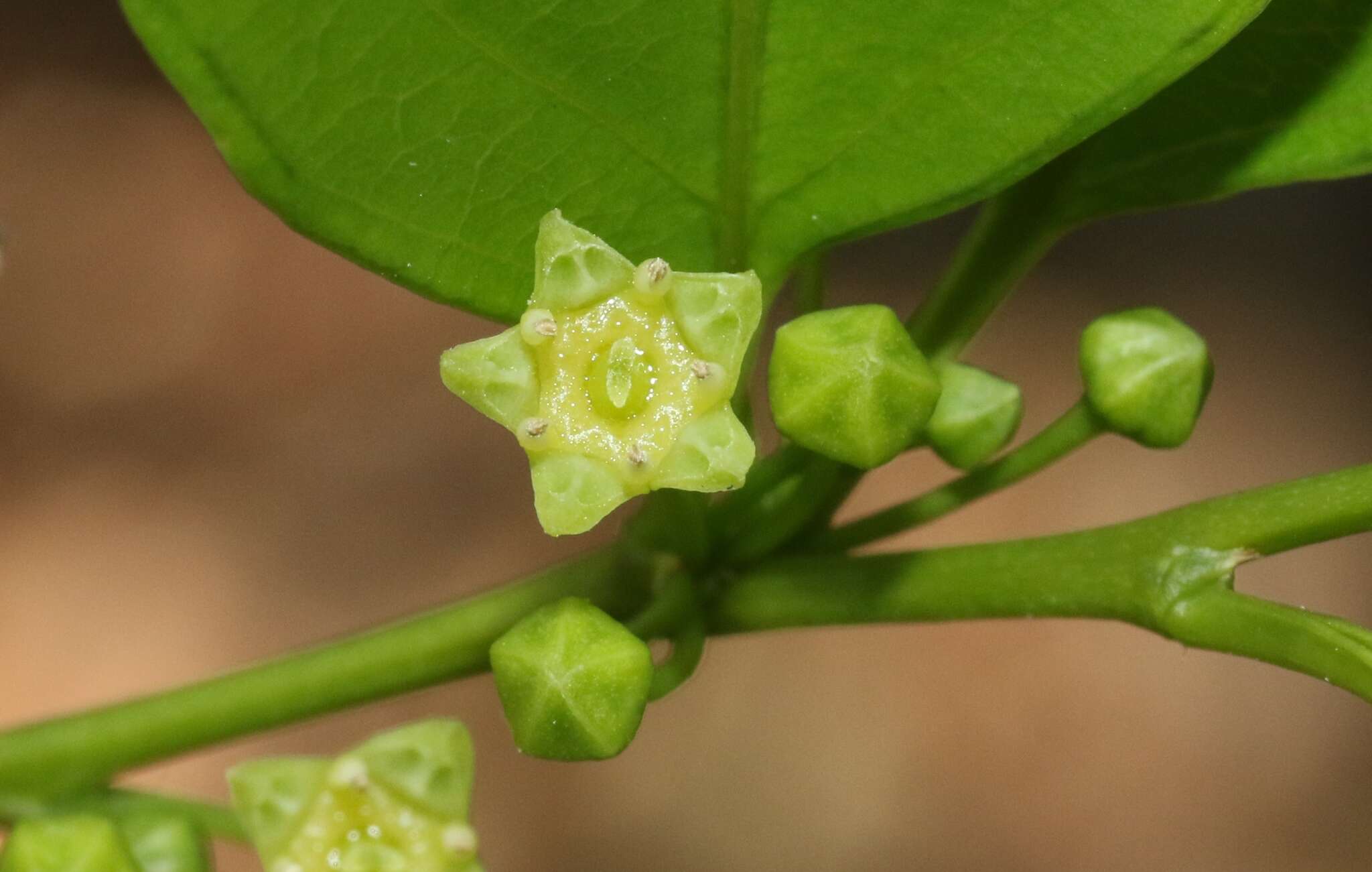 Image of Dallachya vitiensis F. Müll.