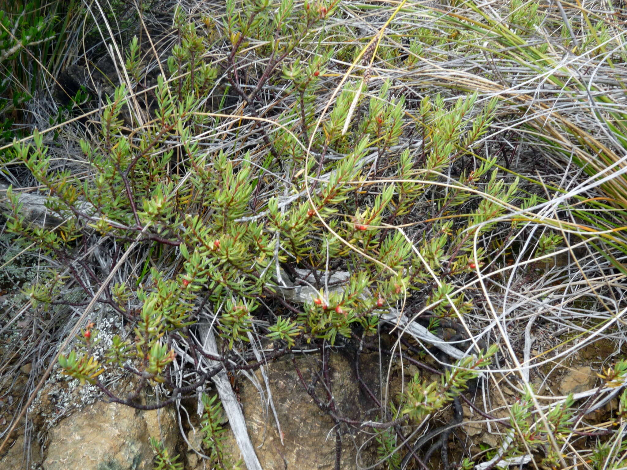 Image of Pimelea suteri T. Kirk