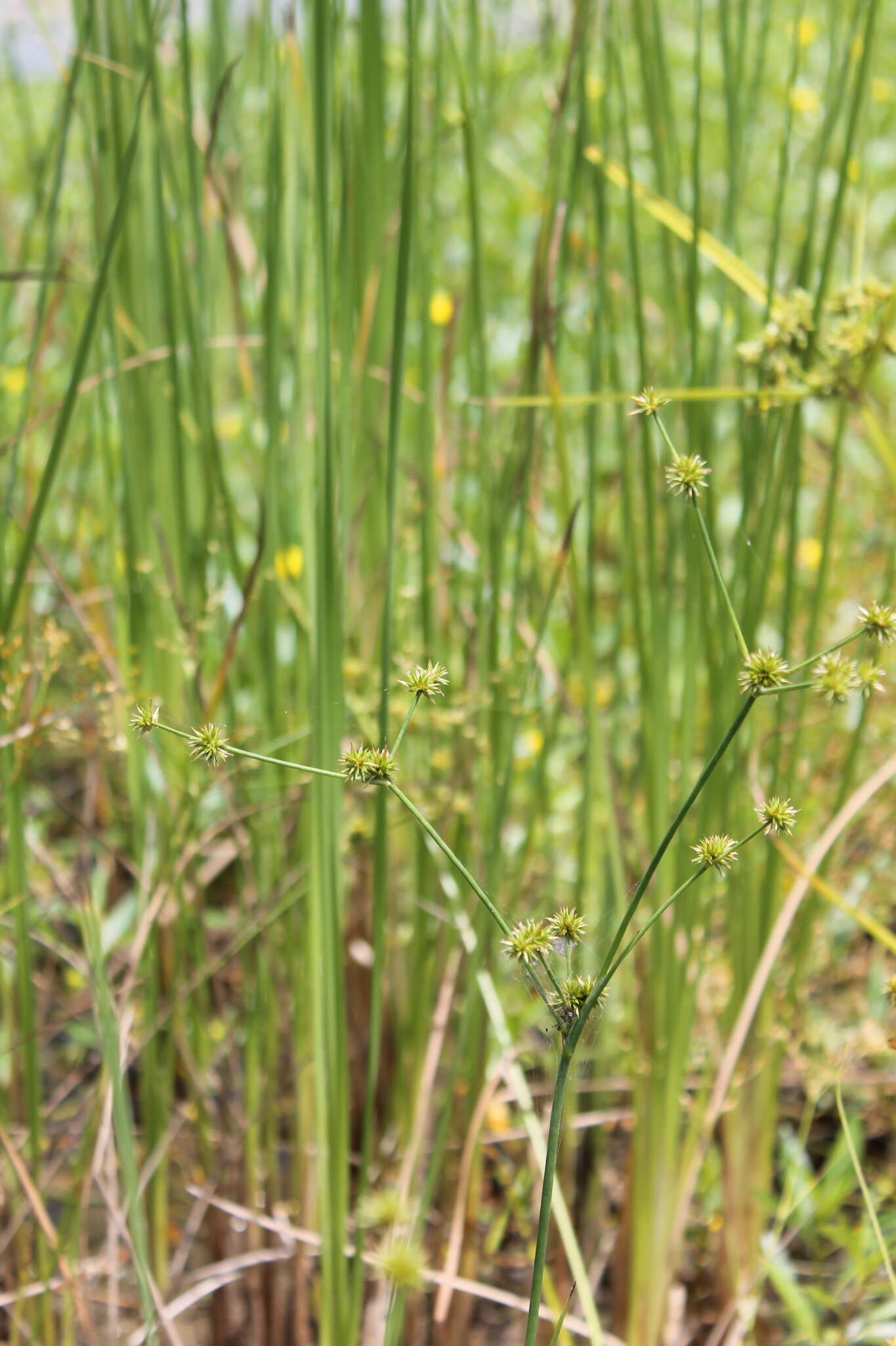 Imagem de Juncus validus Coville