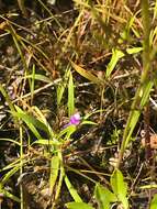 Image of Utricularia geoffrayi Pellegr.