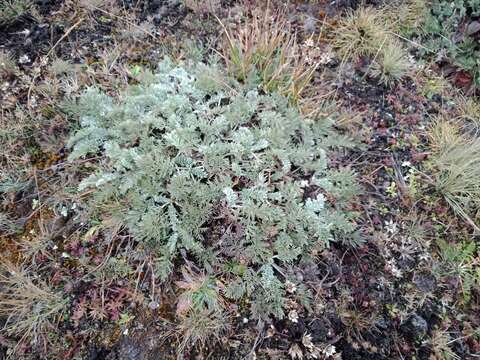 Image of Potentilla candicans Humb. & Bonpl. ex Schltdl.