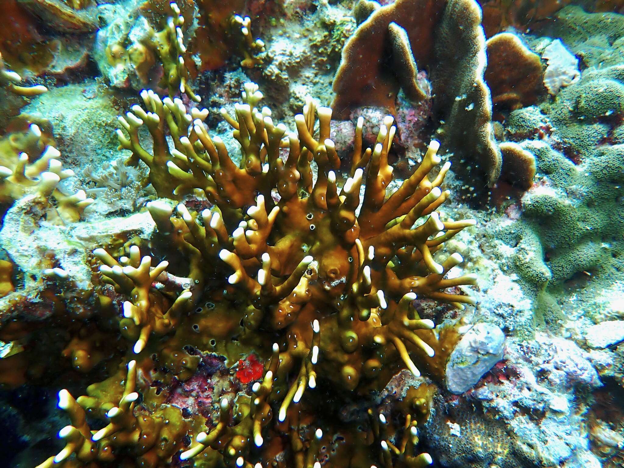 Image of Fire coral