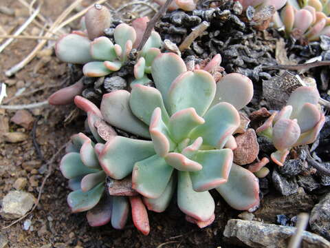 Sedum rubiginosum resmi