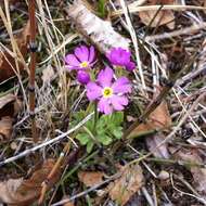 Imagem de Primula mistassinica Michx.