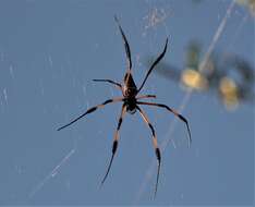 Imagem de Nephila comorana Strand 1916