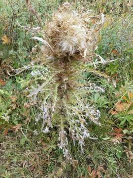 Image of meadow thistle