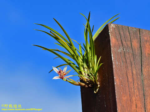 Image de Cymbidium dayanum Rchb. fil.