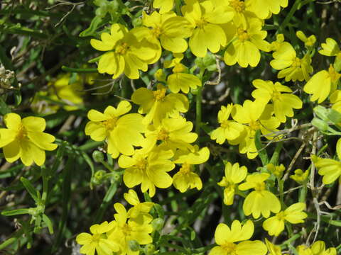 Image of greenstem paperflower