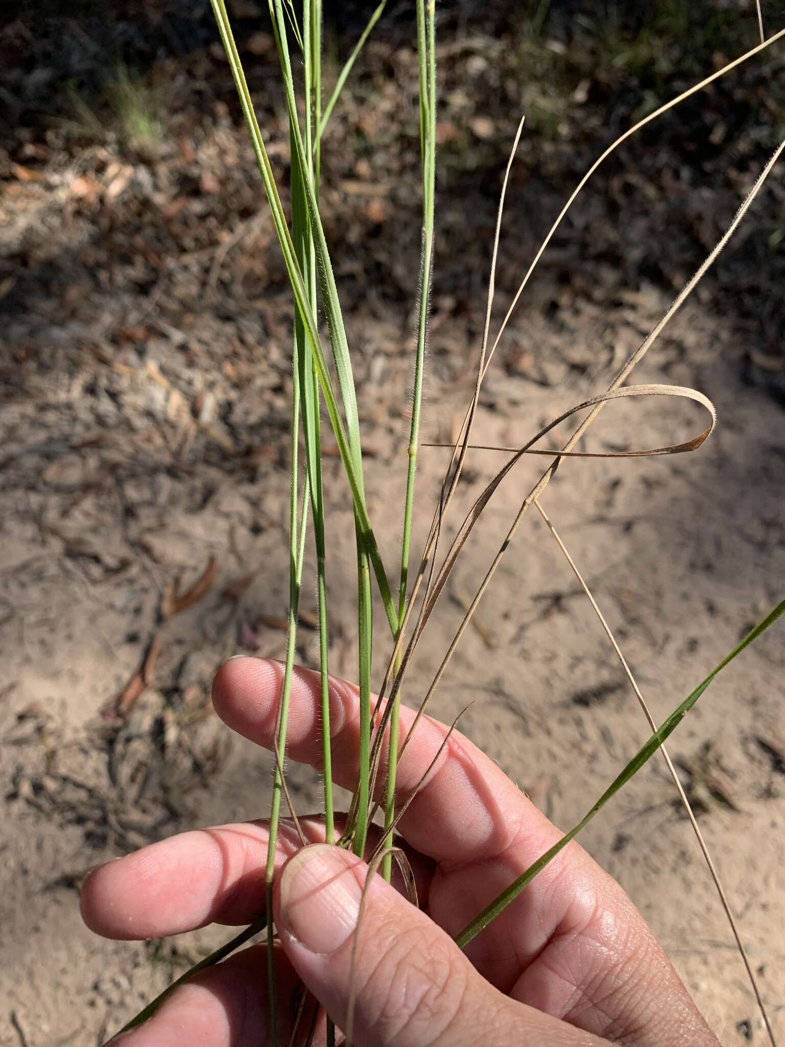 Image of Hairy Panic Grass