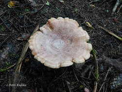 Image of Lactarius flexuosus (Pers.) Gray 1821