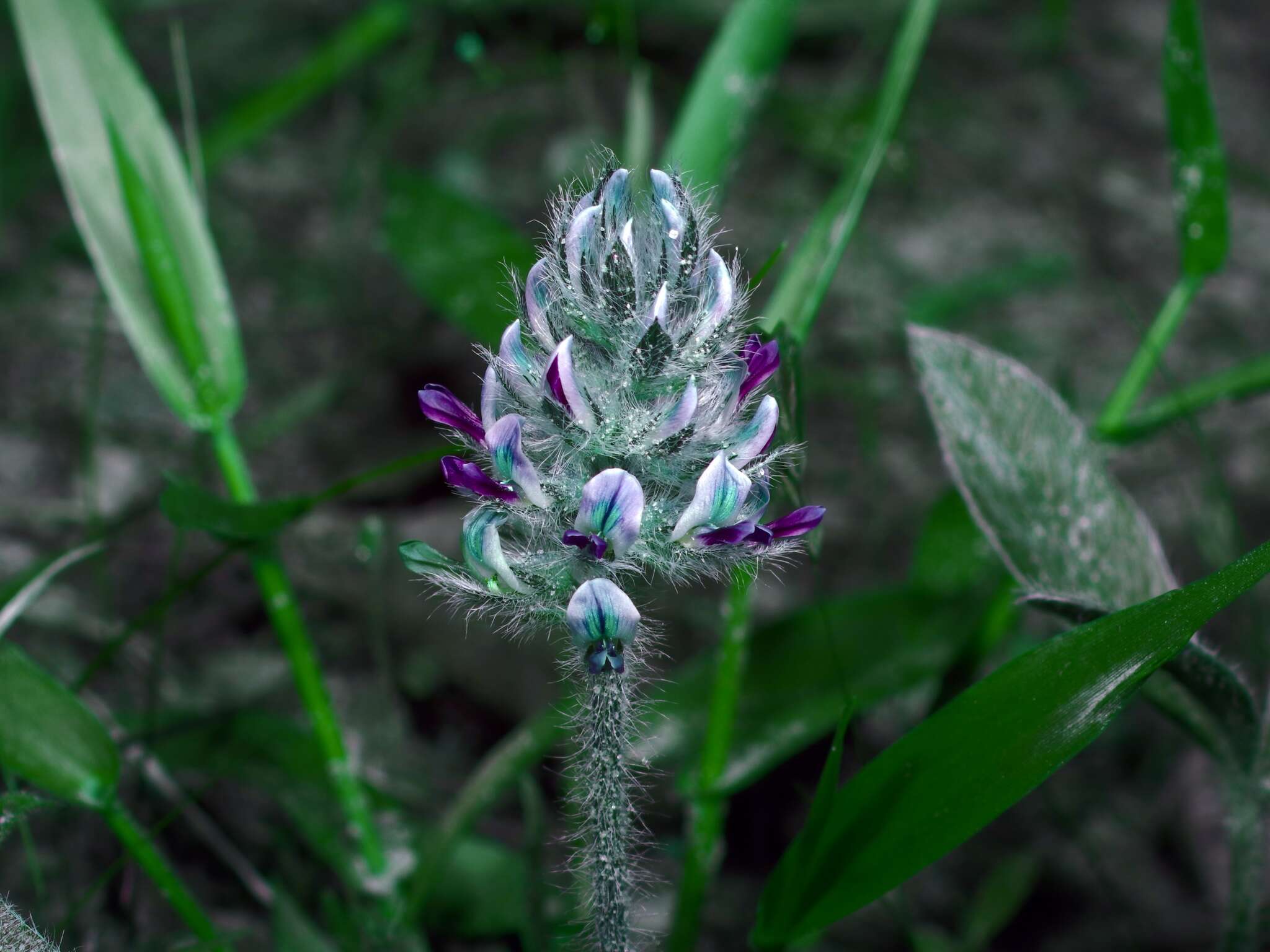 Imagem de Psoralea subulata Bush