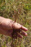 Image of Pilosella novosibirskensis N. N. Tupitsyna