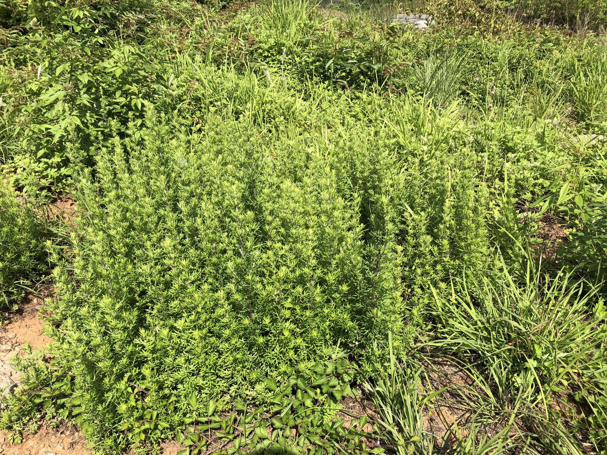 Image de Artemisia lancea Vaniot