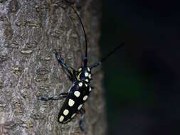 Image of Anoplophora decemmaculata Pu 1999