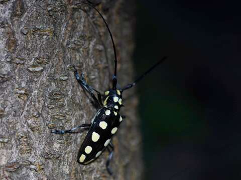 Image of Anoplophora decemmaculata Pu 1999