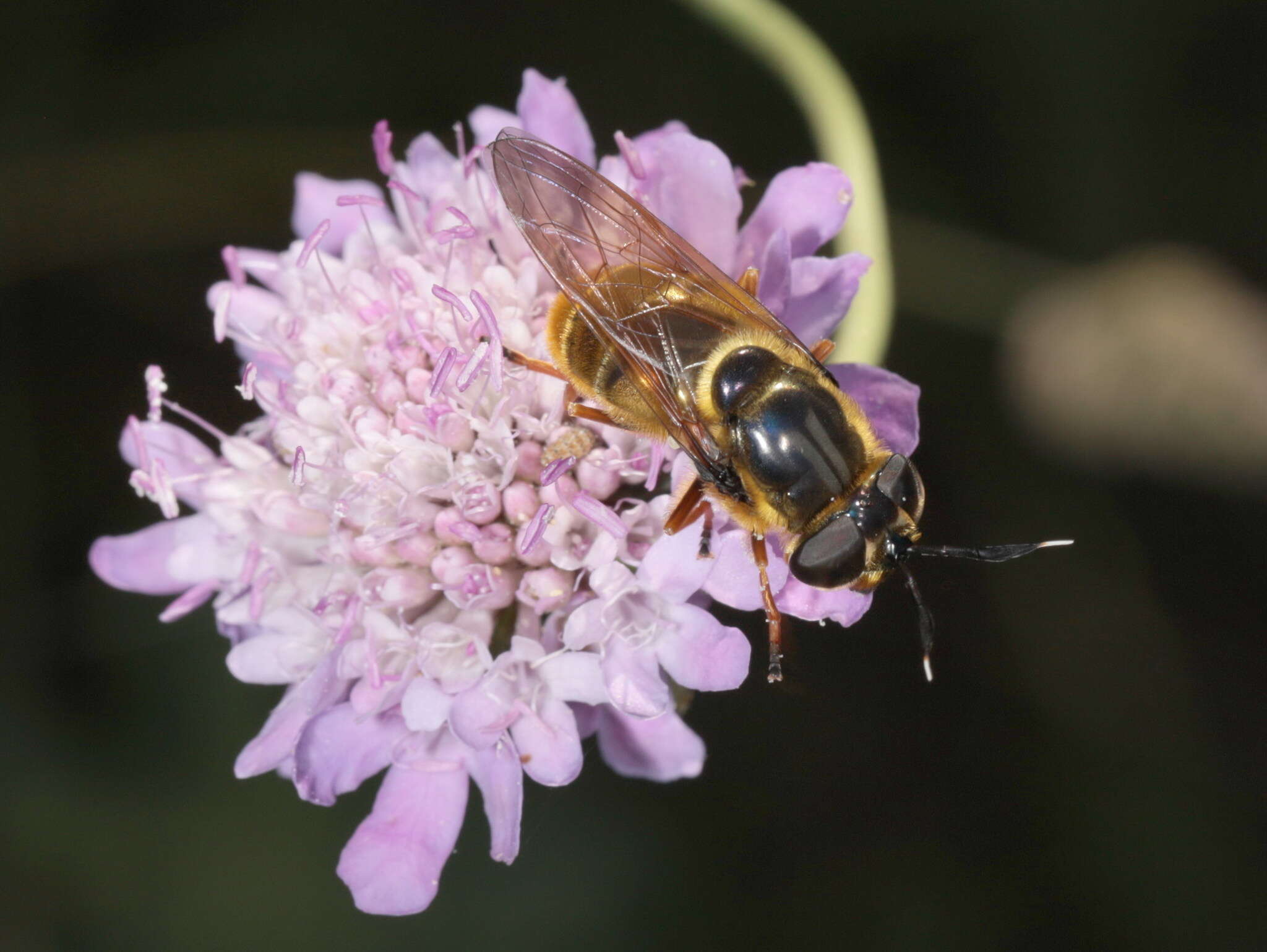 صورة Callicera aurata (Rossi 1790)