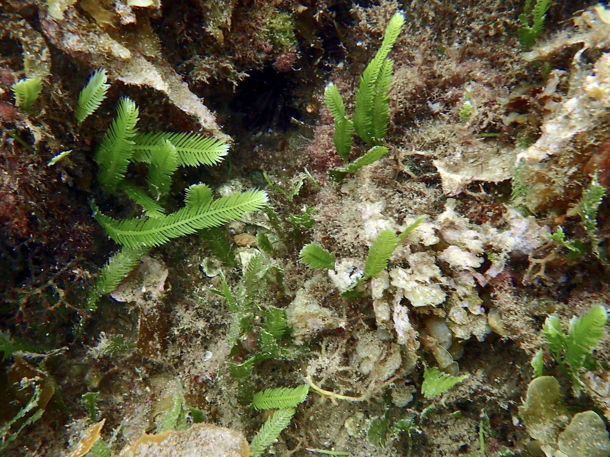 Image of killer alga