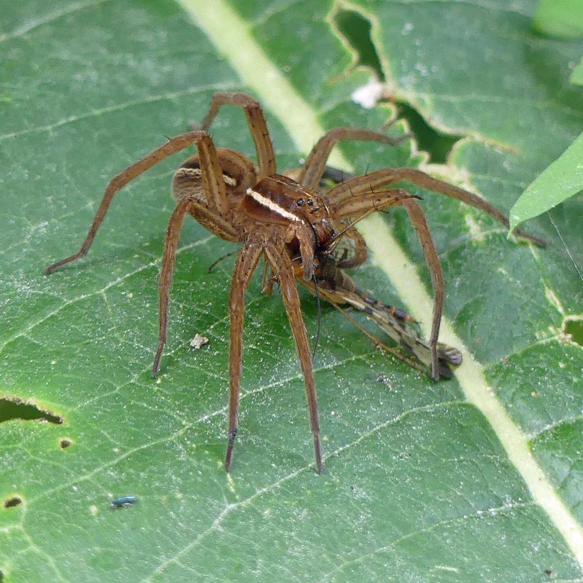 Image of Dolomedes striatus Giebel 1869