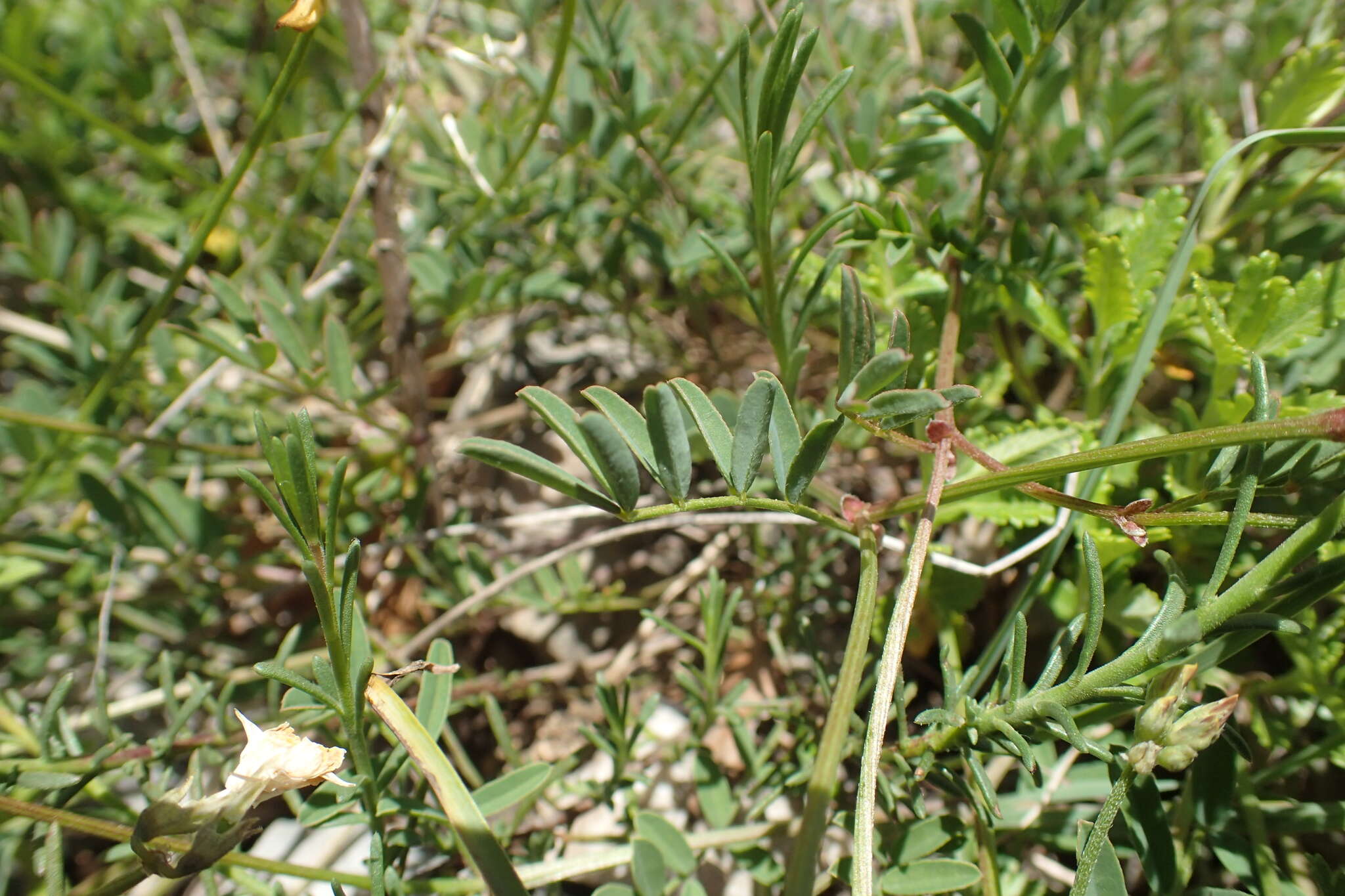 Image of Horseshoe-vetch