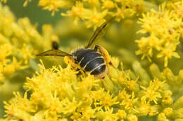 Image of Andrena braccata Viereck 1907