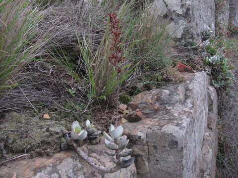 Image of Adromischus hemisphaericus (L.) Lem.