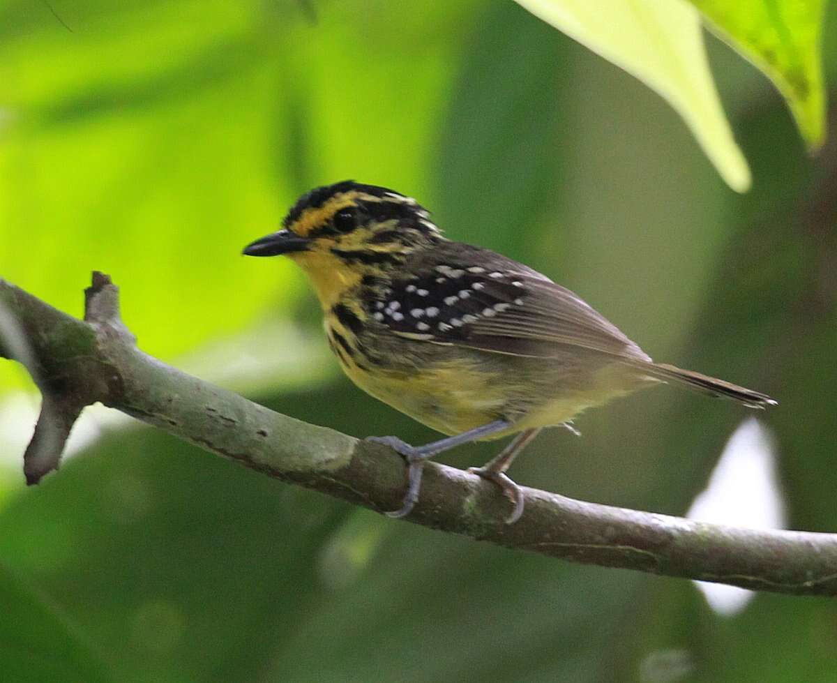 Image of Yellow-browed Antbird