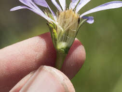 Imagem de Oreostemma alpigenum var. andersonii (A. Gray) G. L. Nesom