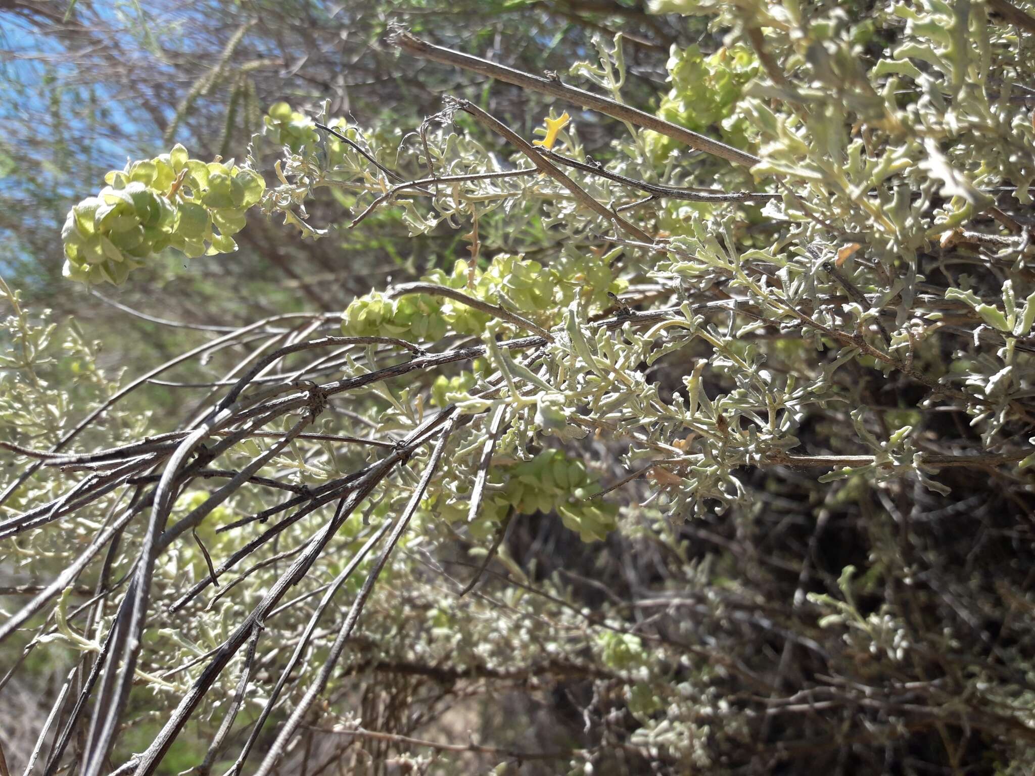 Image of South American saltbush