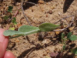 Image of Helichrysum moeserianum Thell.