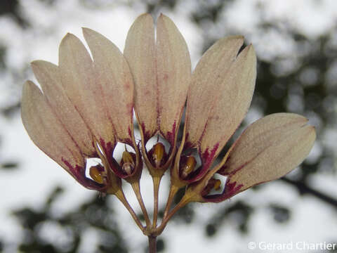 Image of Bulbophyllum lepidum (Blume) J. J. Sm.