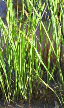 Image of Gaping Grass