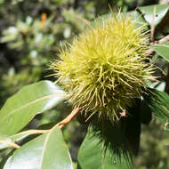 Imagem de Chrysolepis chrysophylla var. chrysophylla